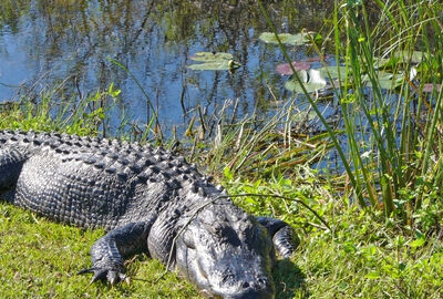 Görkemli Doğu Amerika Turu Türk Havayolları İle 7 Gece 8 Gün (Kurban Bayramı Özel) ATS001