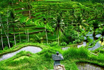 Endonezya Malezya Bali Turu 12 Gün EJ001