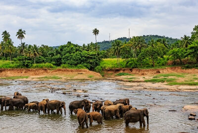 Sri Lanka Turu Türk Havayolları İle 8 Gün EJ001