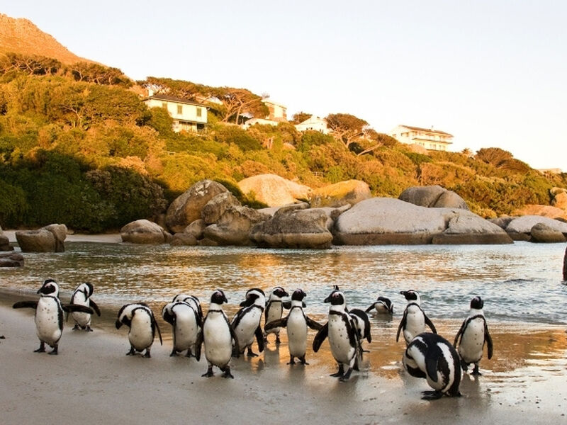 Büyük Afrika 4 Ülke Turu Türk Havayolları İle 11 Gece 12 Gün EJ001 