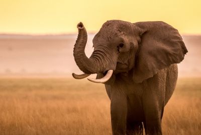 Afrika Keşfi “Güney Afrika, Zimbabve, Botsvana” THY ile 7 gece (CPT-JNB) Cape Town (3) – Victoria Falls (3) – Chobe Ulusal Parkı – Johannesburg (1)