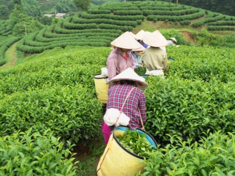 Mavi ve Kırmızı Ejderha “Vietnam ve Çin” THY ile 10 gece (SGN-PEK) Ho Chi Minh City (3) - Hanoi (2) - Halong Bay (1) - Şanghay (2) - Pekin (2) | Tüm turlar ve giriş ücretleri dahil | 10 öğle yemeği ve