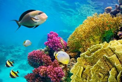 Kızıldeniz Akvaryumu “Sharm El Sheikh” THY ile 5 gece Sharm El Sheikh (5) | Vizesiz | Plaj otellerinde alkollü her şey dahil konseptte konaklama