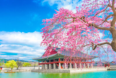 Comfort Japonya Turu Etihad Hava Yolları ile 7 gece Ekstra Turlar ve Çay Seramonisi