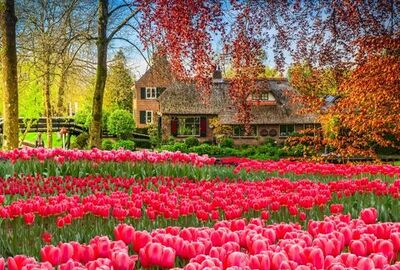 Amsterdam Turu Türk Havayolları Seferi İle 3 Gece FİT