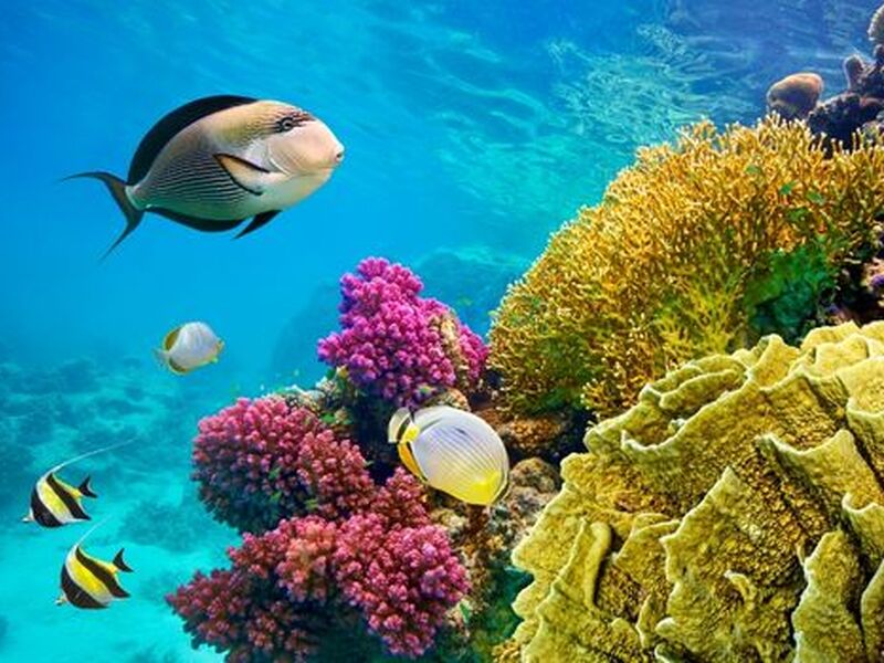 Ankara Çıkışlı Kahire Sharm El Sheikh Turu 4 Gece 6 Gün Kahire Şehir Gezisi Dahil