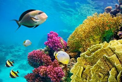 Ankara Çıkışlı Kahire Sharm El Sheikh Turu Ajet Havayolları ile 6 Gece Kahire Şehir Gezisi Dahil